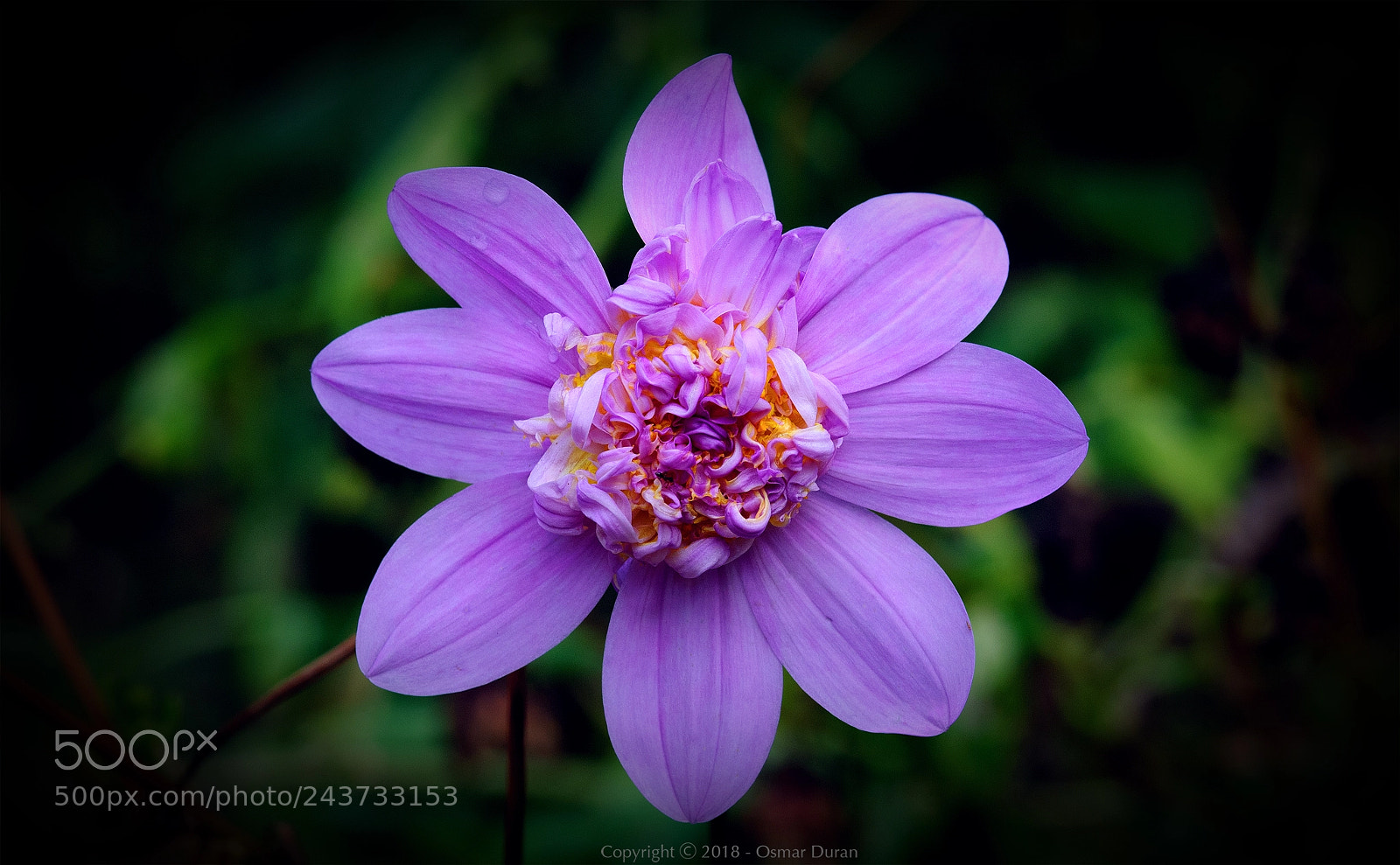 Nikon D200 sample photo. Dahlia imperialis ii photography