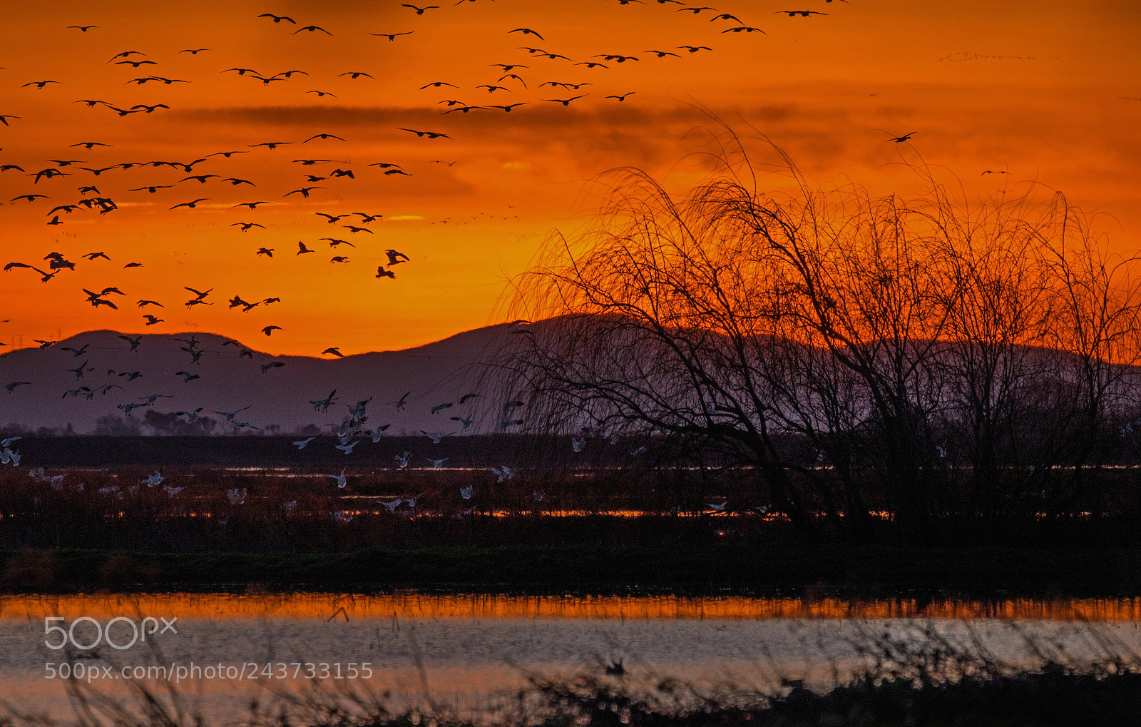 Nikon D5500 sample photo. Returning home photography