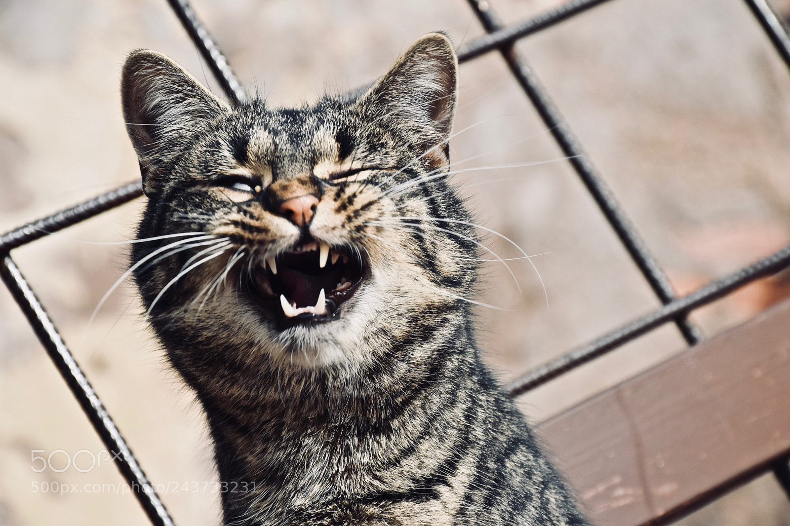Nikon D5600 sample photo. Smiling cat photography