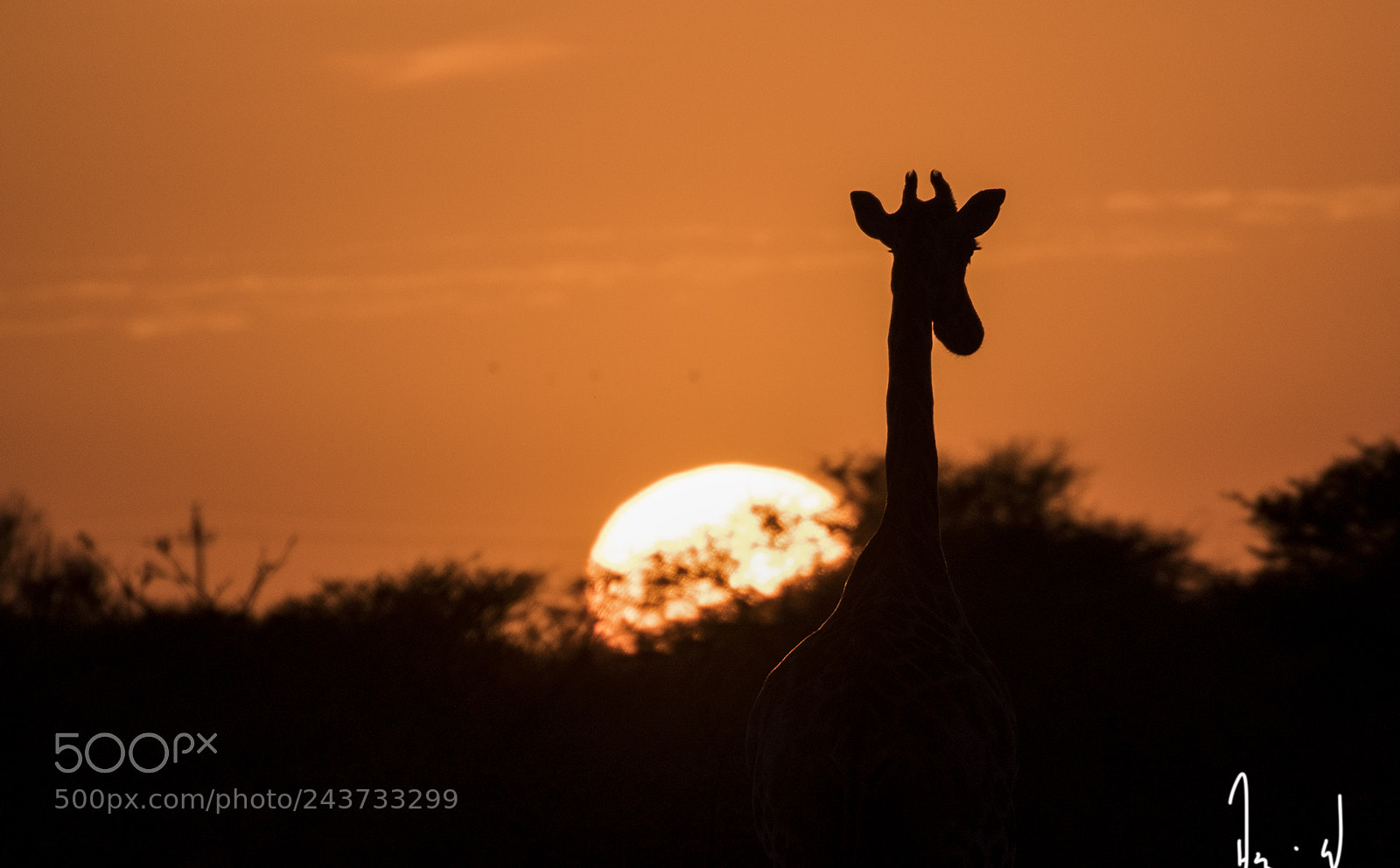 Nikon D500 sample photo. Sunrise giraffe photography