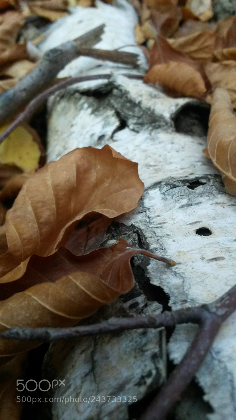 Samsung Galaxy S4 Mini sample photo. In the forest... photography