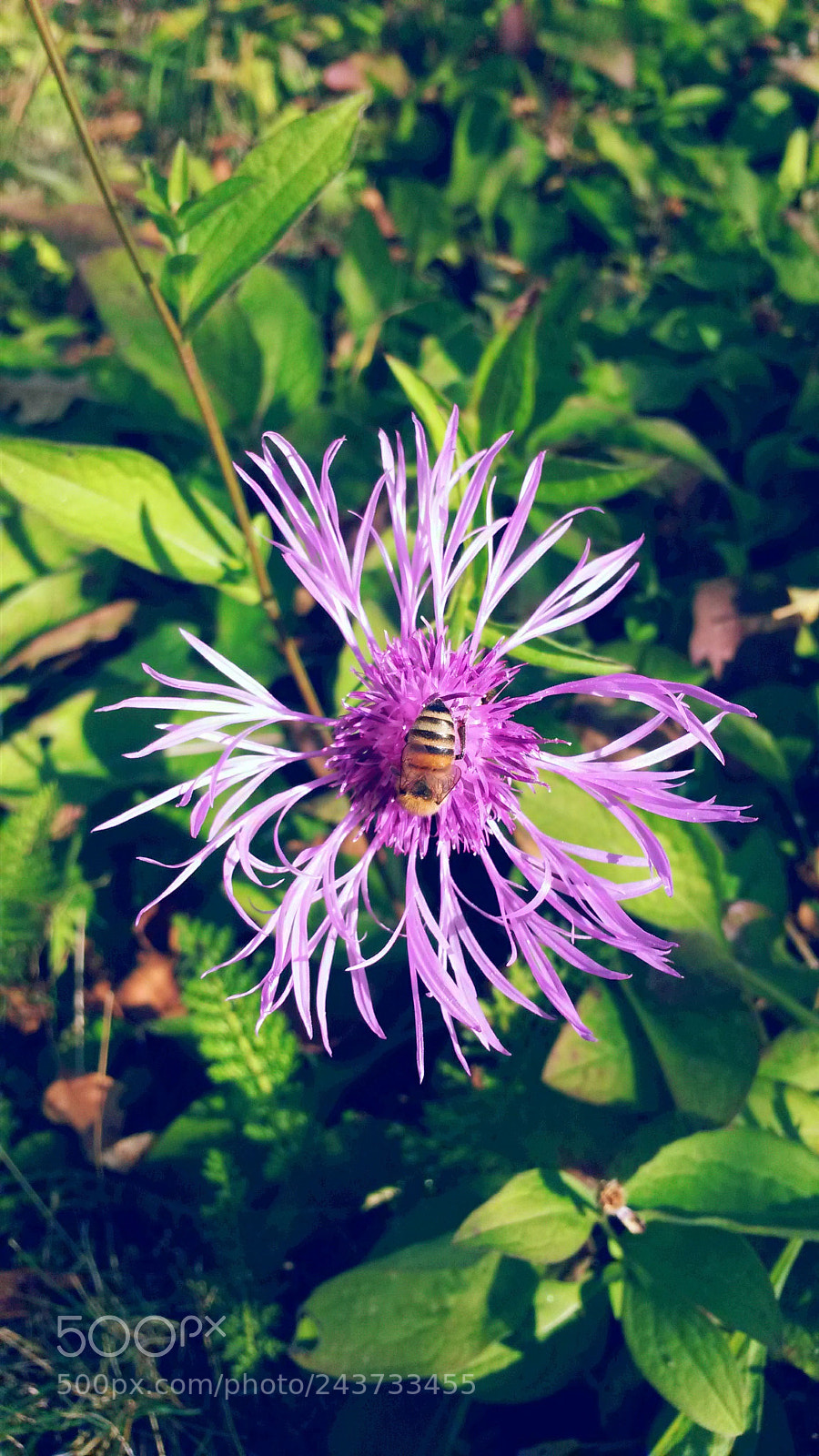Samsung Galaxy S4 Mini sample photo. Untitled photography