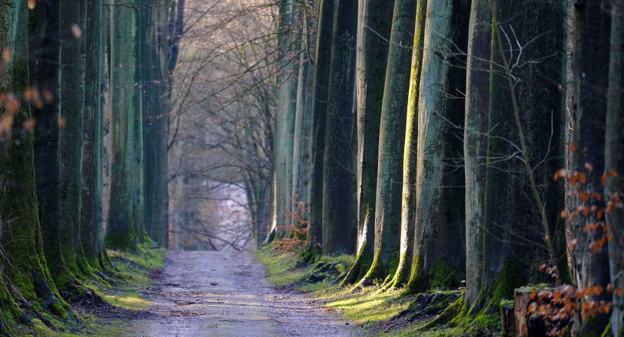 Sony FE 70-300mm F4.5-5.6 G OSS sample photo. Joyful path photography