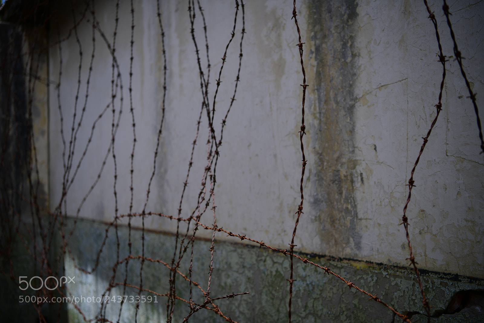Nikon D850 sample photo. Untitled photography