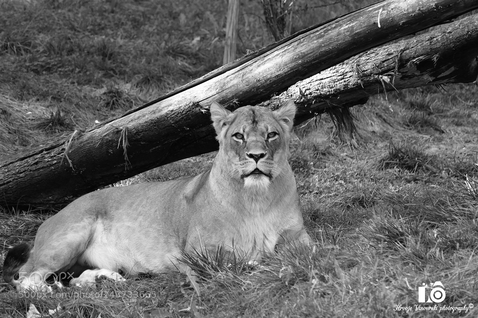 Panasonic Lumix DMC-FZ1000 sample photo. The queen (b&w) photography
