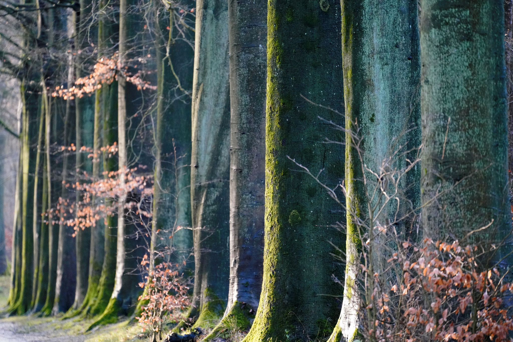 Sony FE 70-300mm F4.5-5.6 G OSS sample photo. 50 shades of moss photography