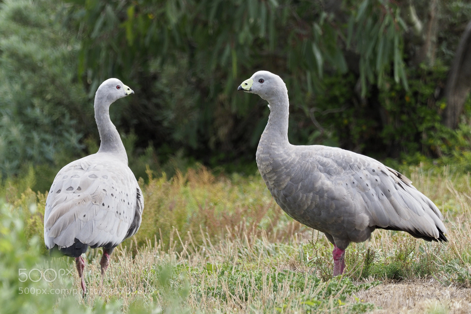Olympus OM-D E-M1 Mark II sample photo. Cape barren geese photography
