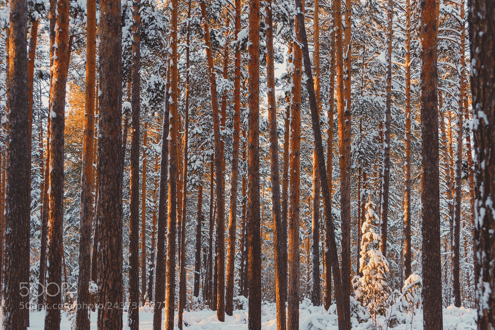 Nikon D610 sample photo. Forest photography