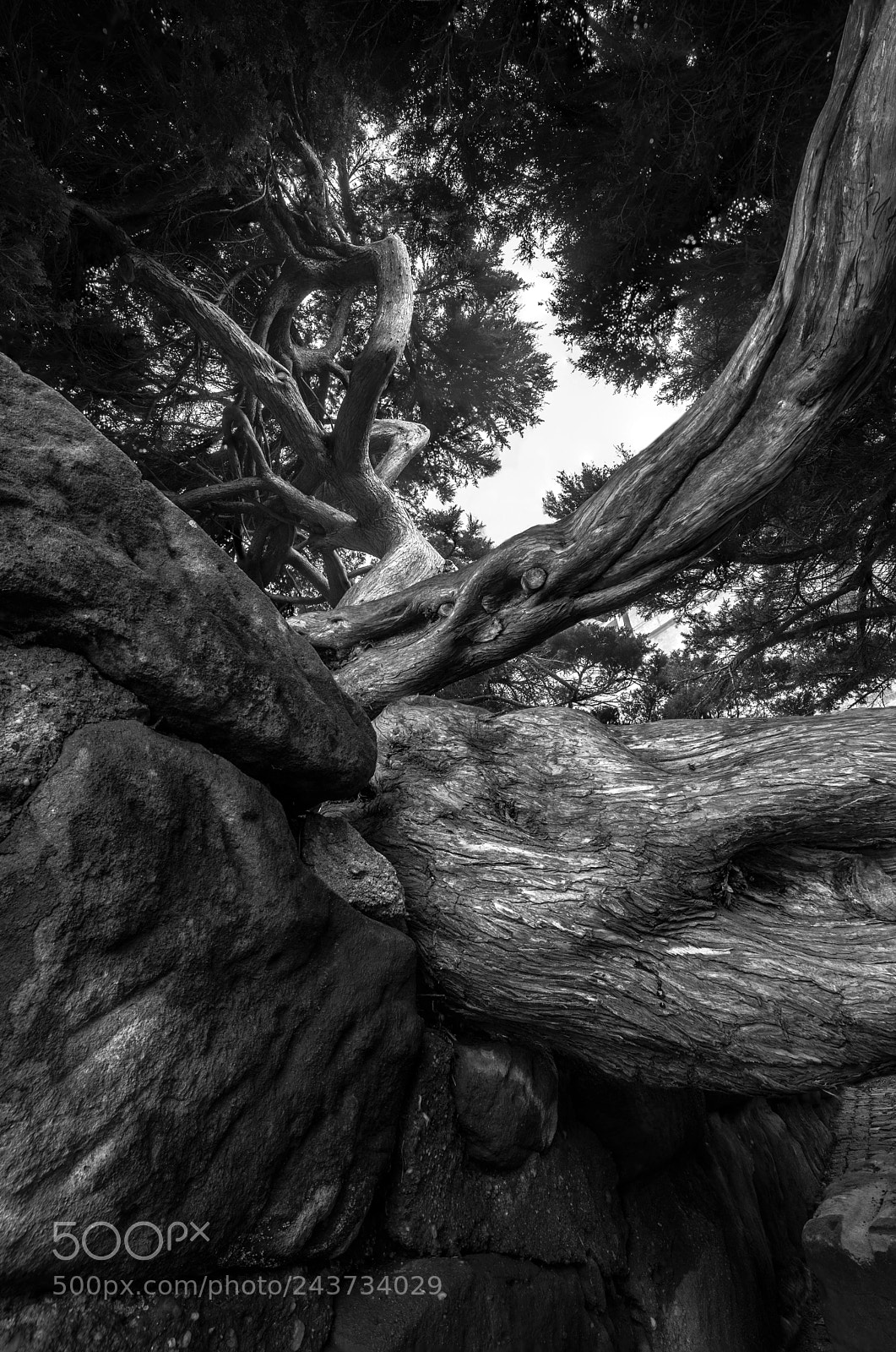 Nikon D600 sample photo. Tree photography