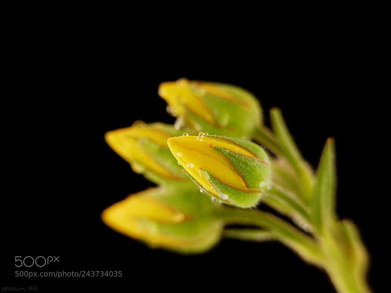 Panasonic Lumix DMC-FZ1000 sample photo. Yellow flower buds photography