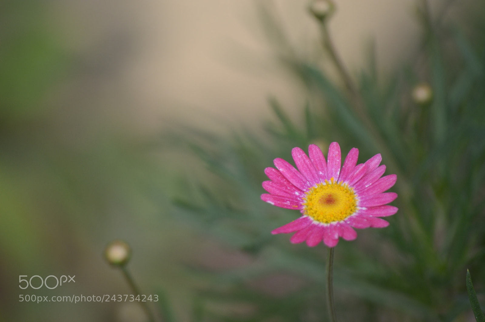 Nikon D3200 sample photo. Peaceful in pink photography