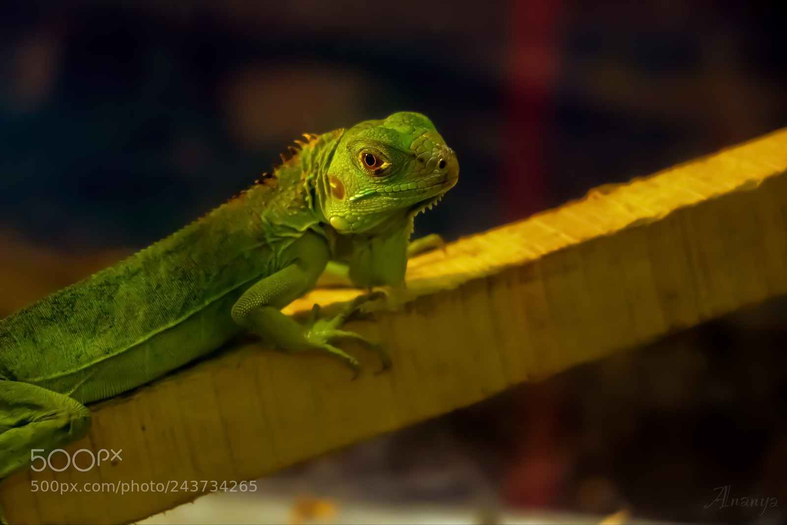 Canon EOS 800D (EOS Rebel T7i / EOS Kiss X9i) sample photo. The changeable chameleon photography
