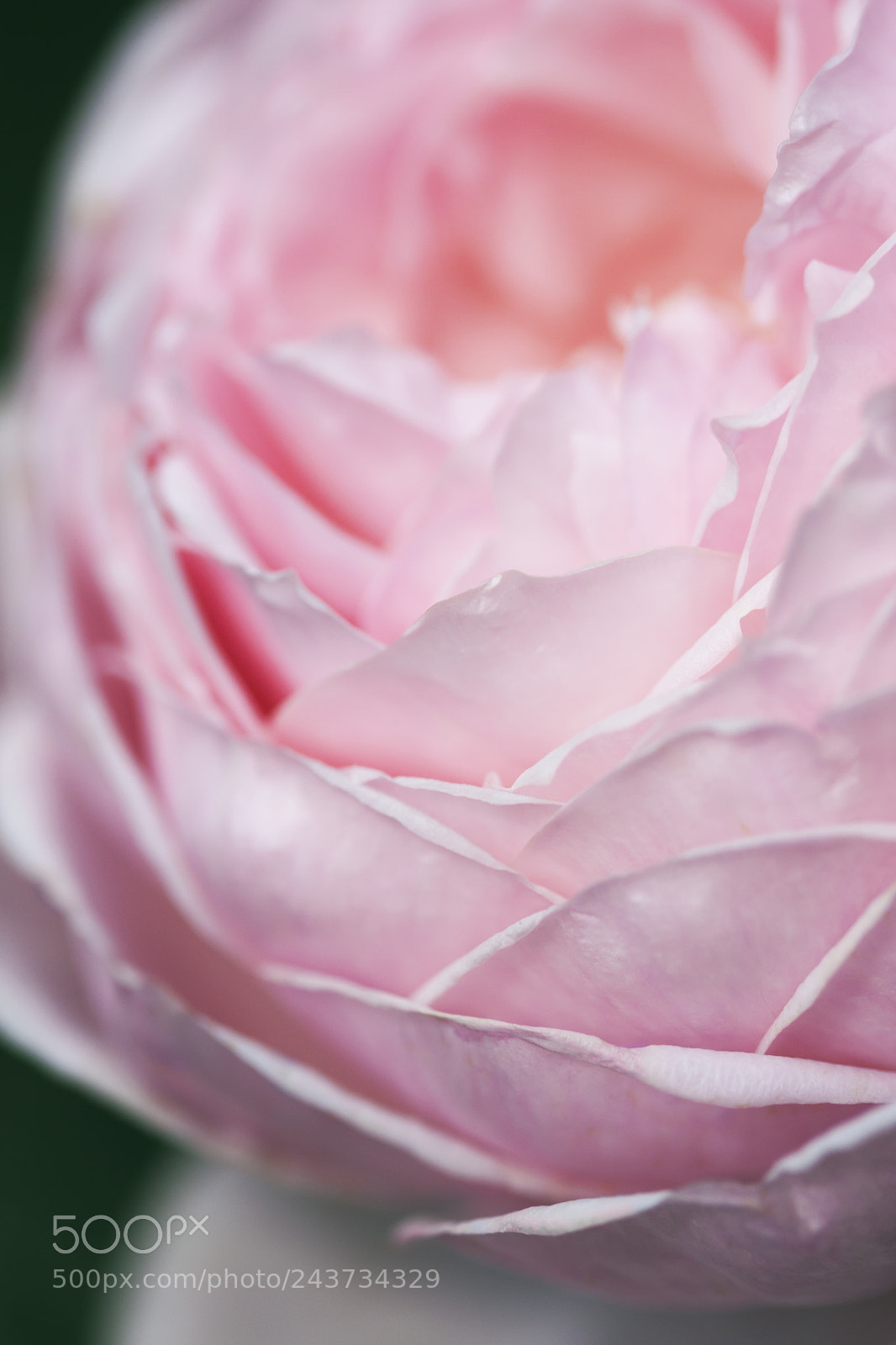 Canon EOS 450D (EOS Rebel XSi / EOS Kiss X2) sample photo. Rose i photography