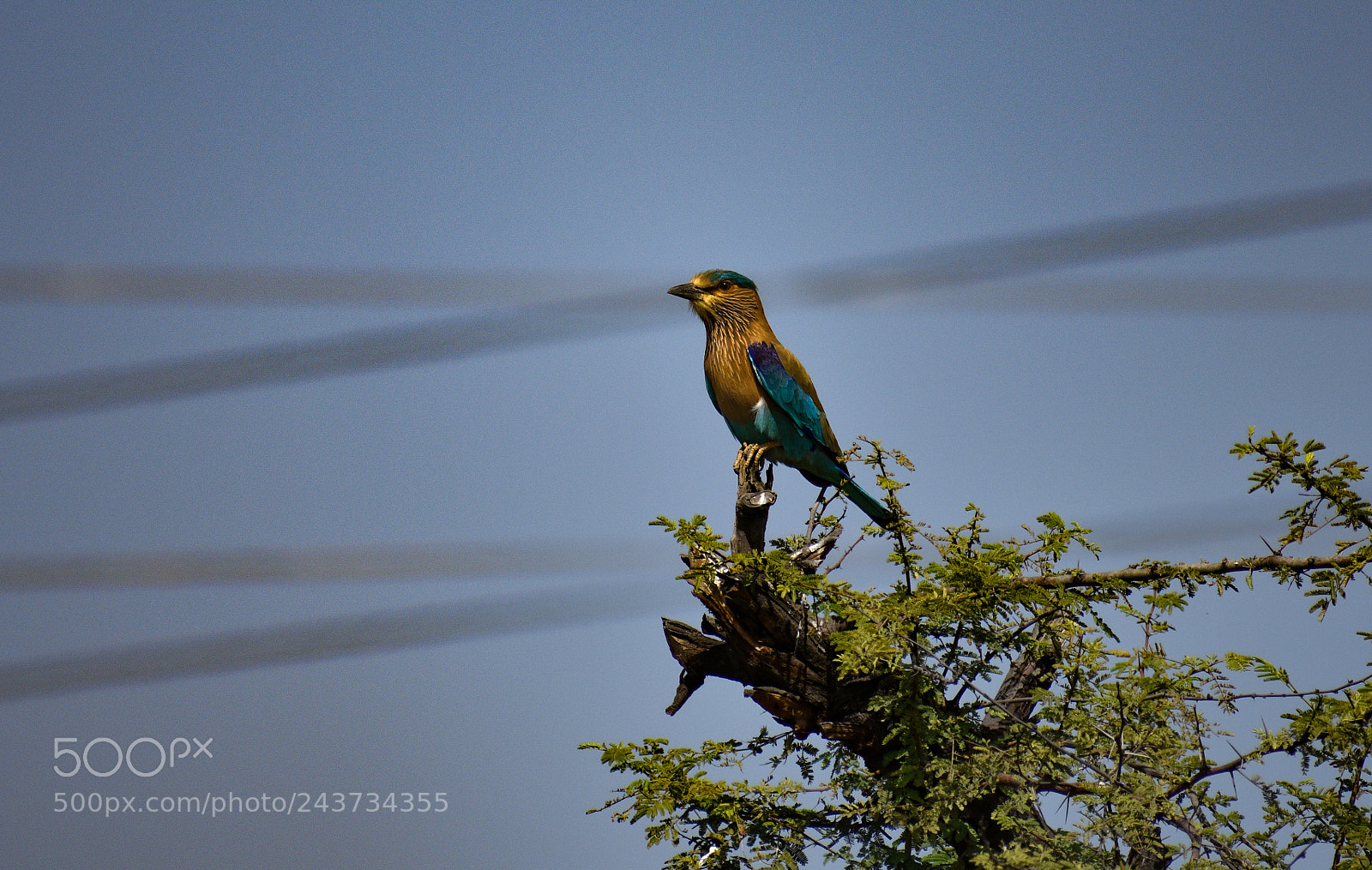 Nikon D3400 sample photo. Indian roller. photography