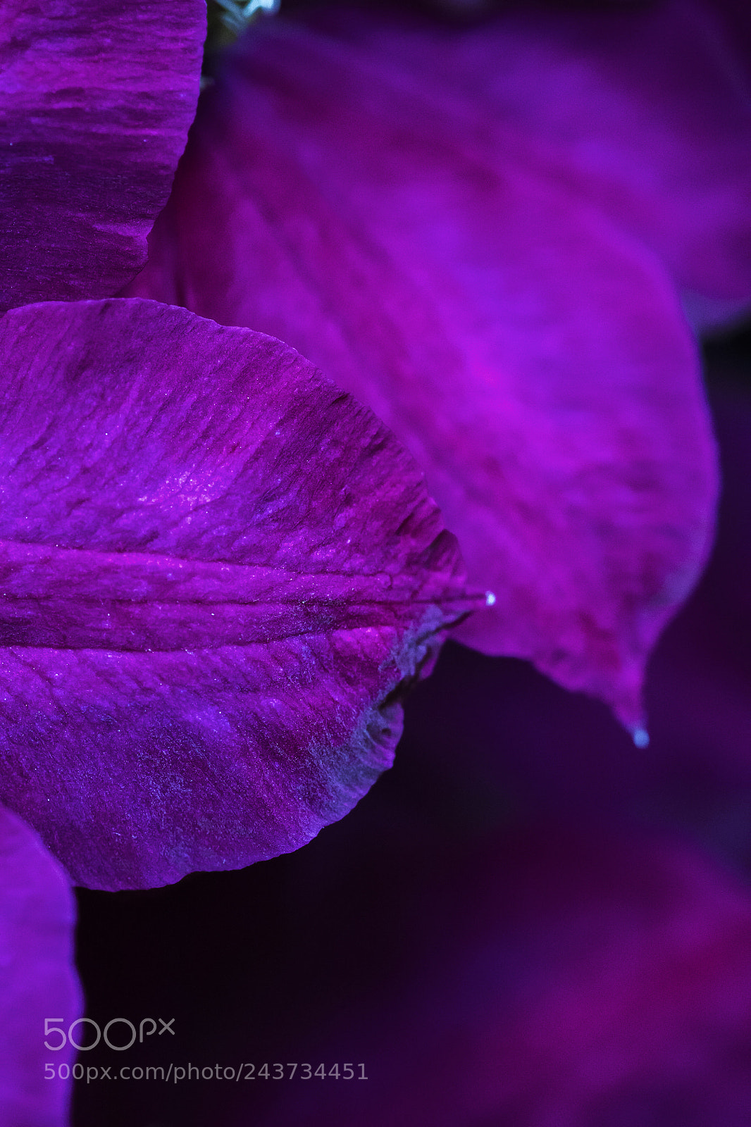 Canon EOS 450D (EOS Rebel XSi / EOS Kiss X2) sample photo. Violet petals photography