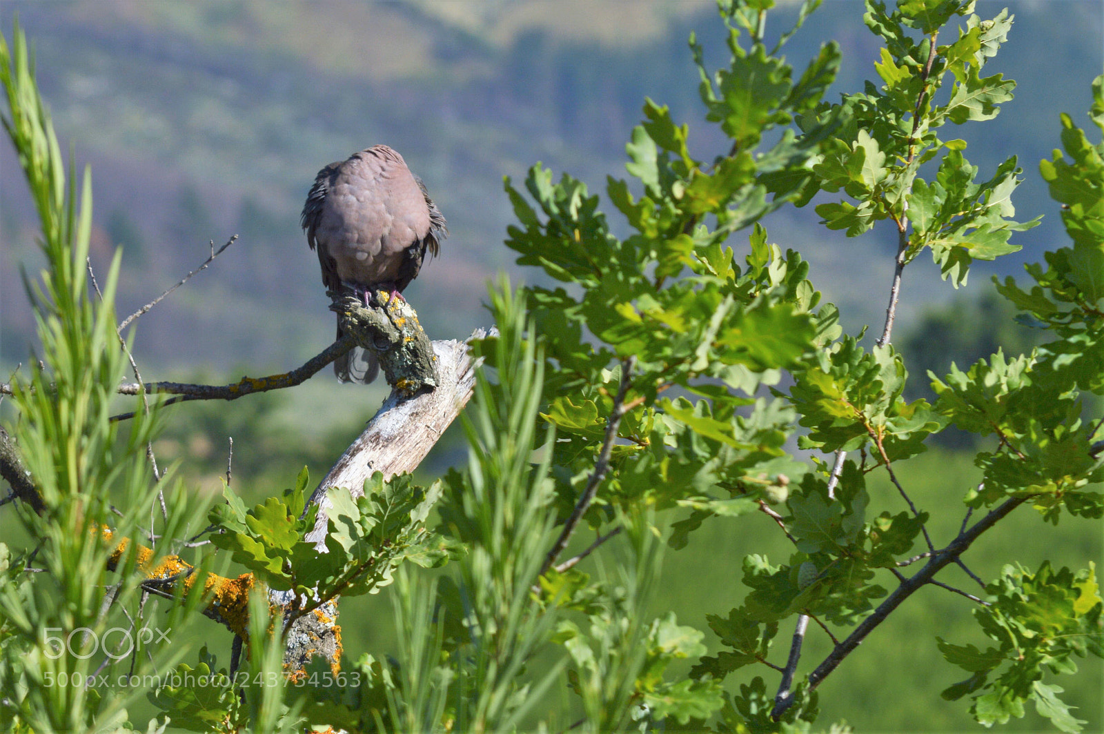 Nikon D3200 sample photo. Headless cropped pigeon photography