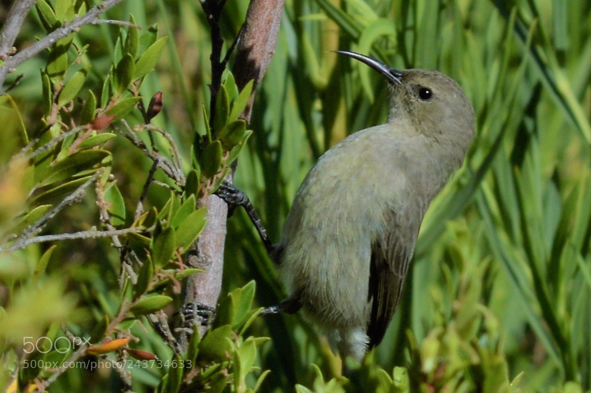 Nikon D3200 sample photo. Majestic sugardbird photography