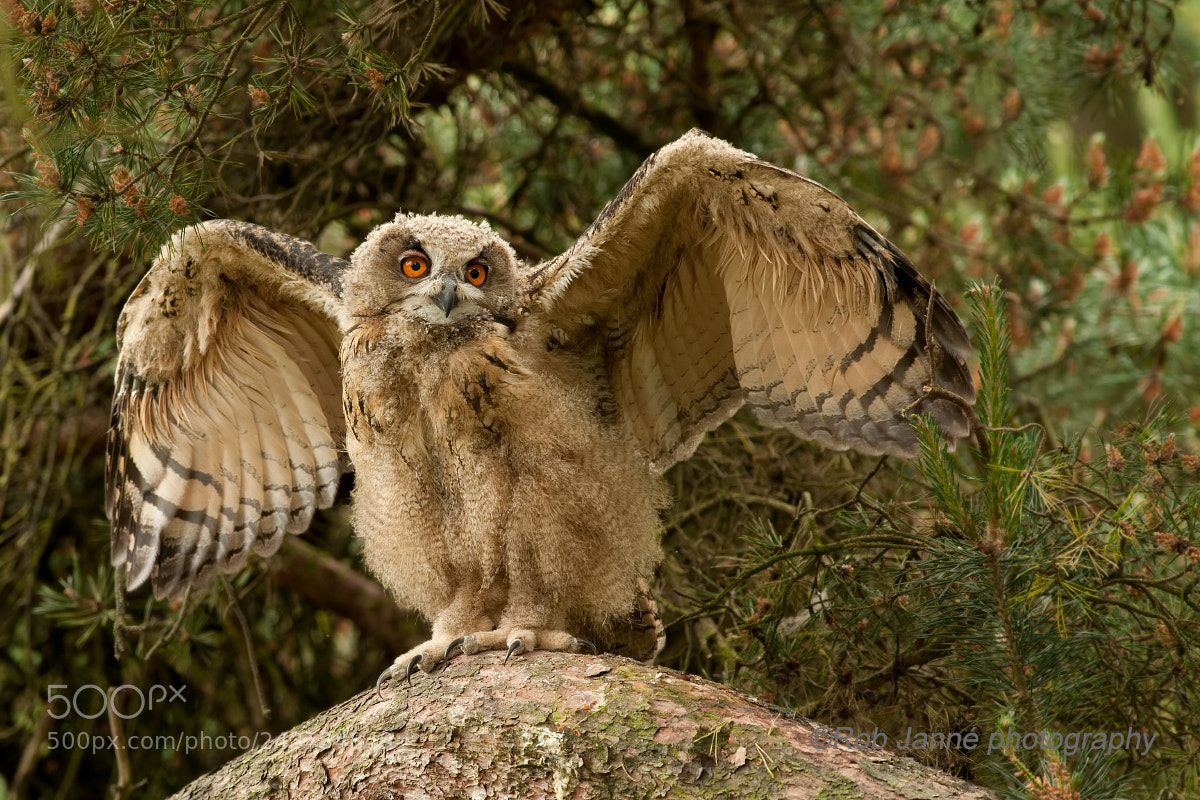 Nikon D300 sample photo. Eagle owl youngster photography