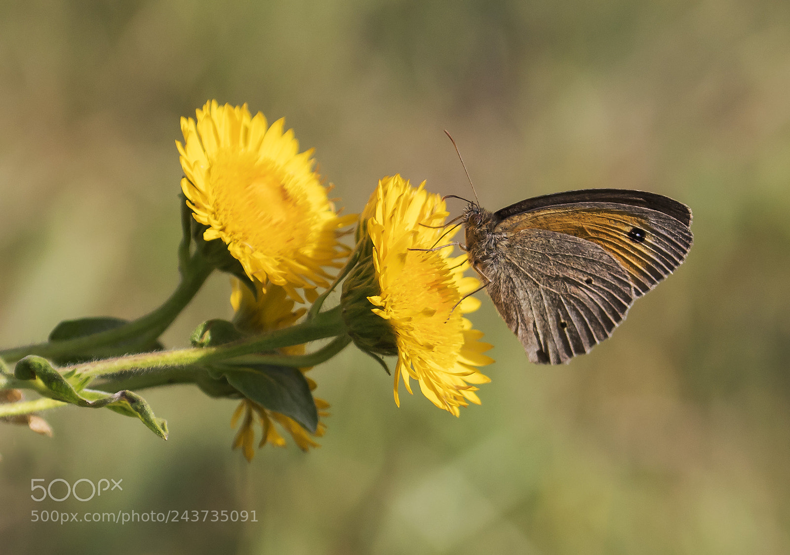 Canon EOS 7D Mark II sample photo. Butterfly photography