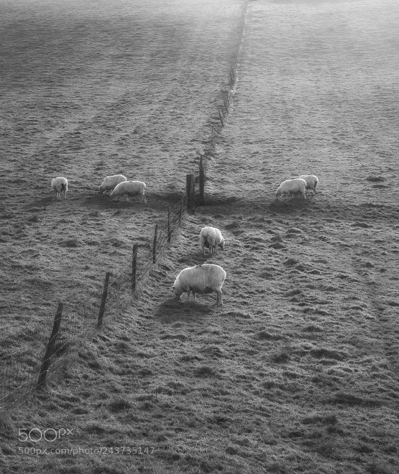 Nikon D800 sample photo. Black and white sheep photography