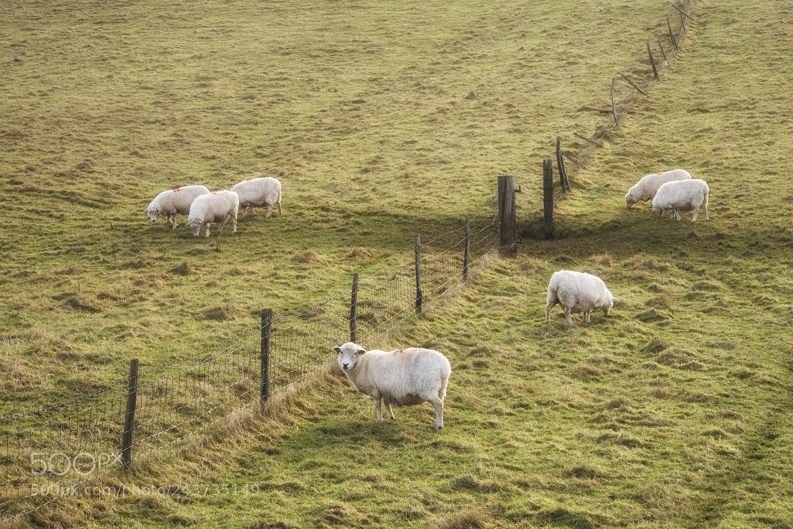 Nikon D800 sample photo. Sheep grazing in landscape photography
