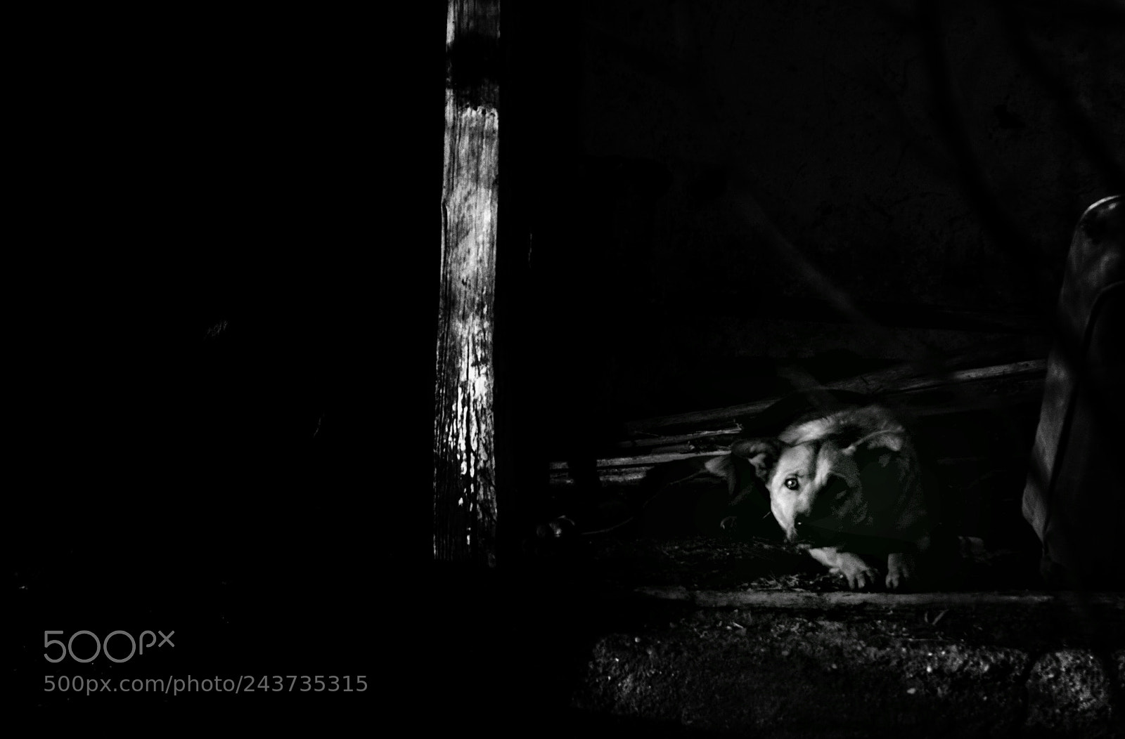 Canon EOS 550D (EOS Rebel T2i / EOS Kiss X4) sample photo. Alone in the dark.. photography