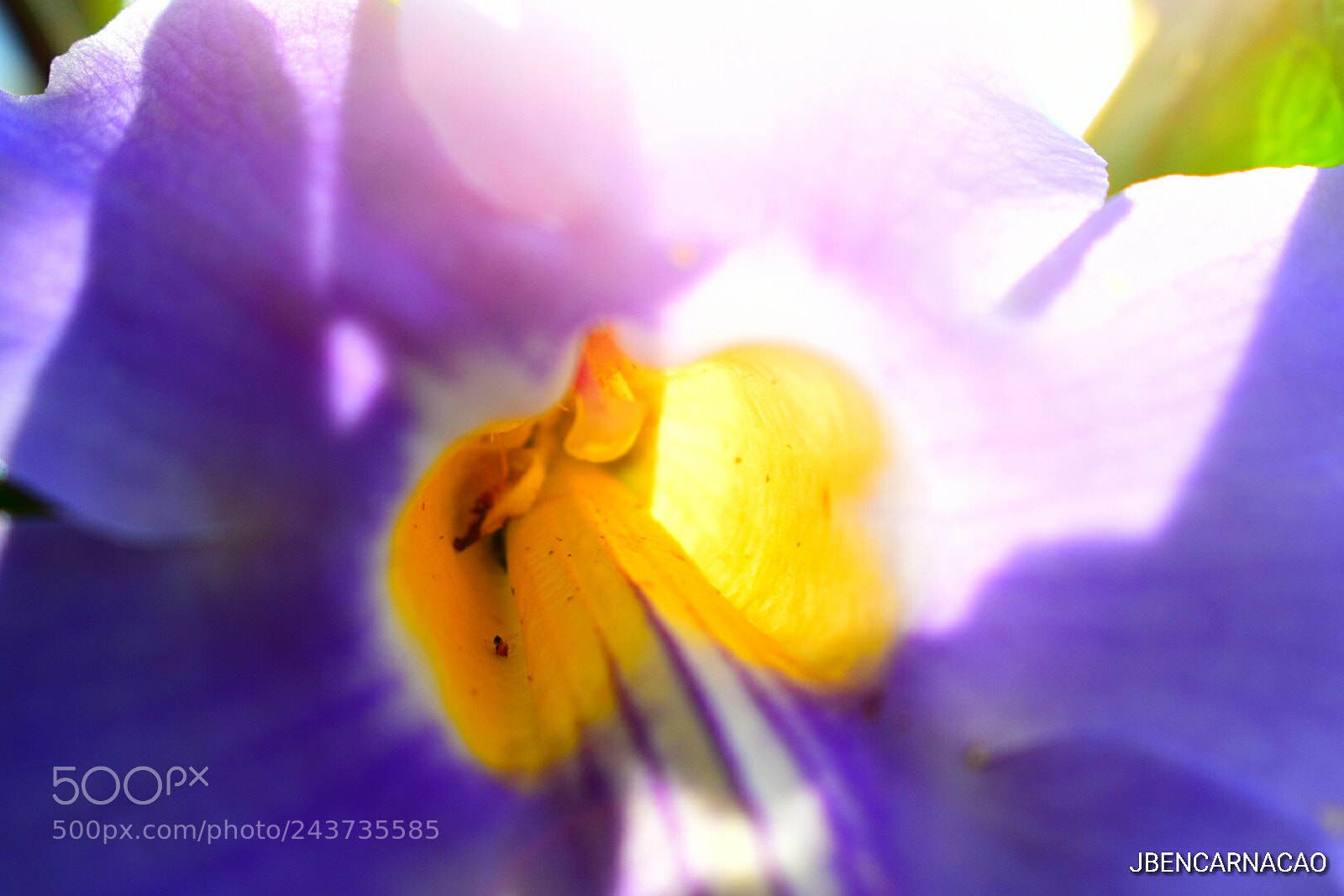 Nikon D5600 sample photo. Violet photography