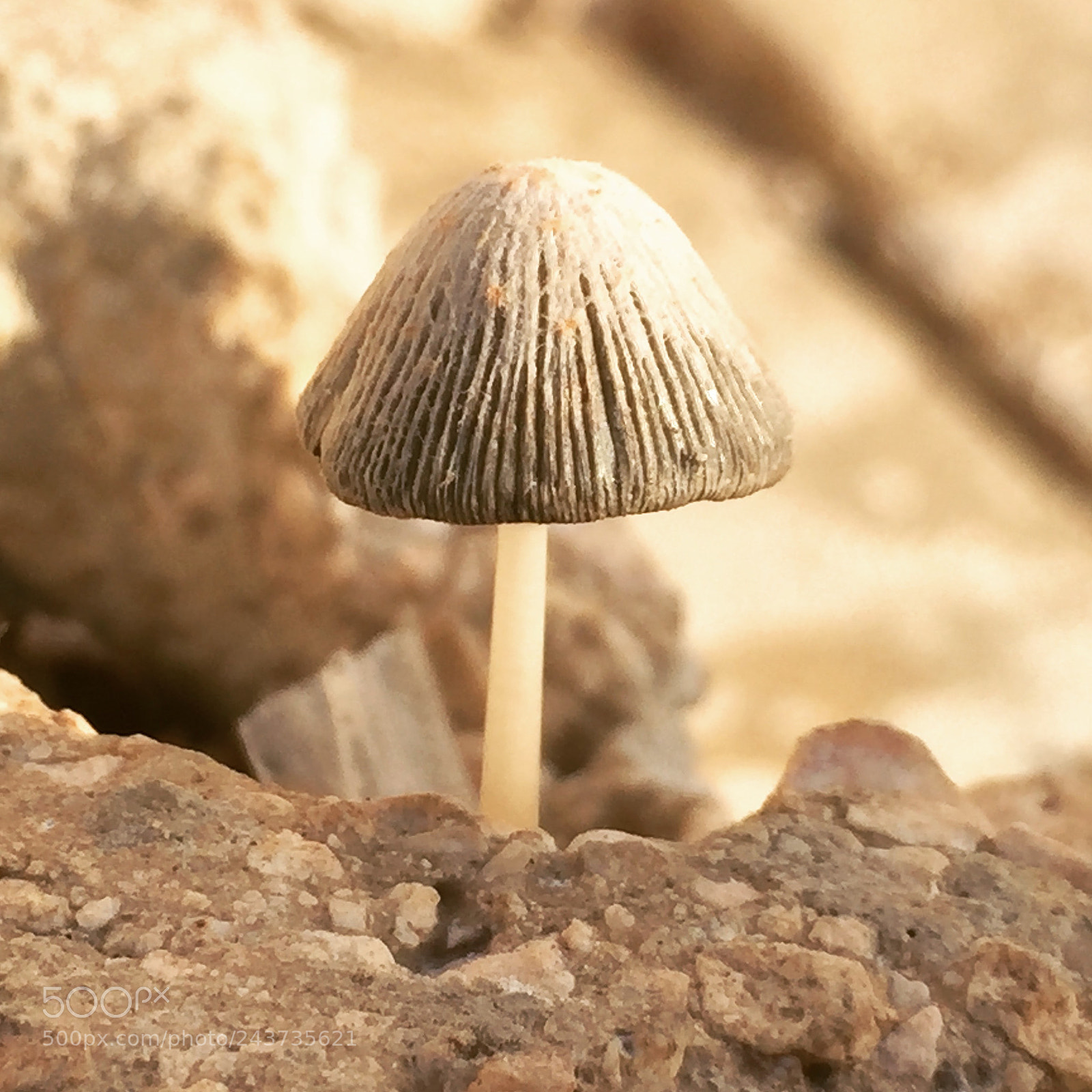 Apple iPhone 6 sample photo. Mushroom photography