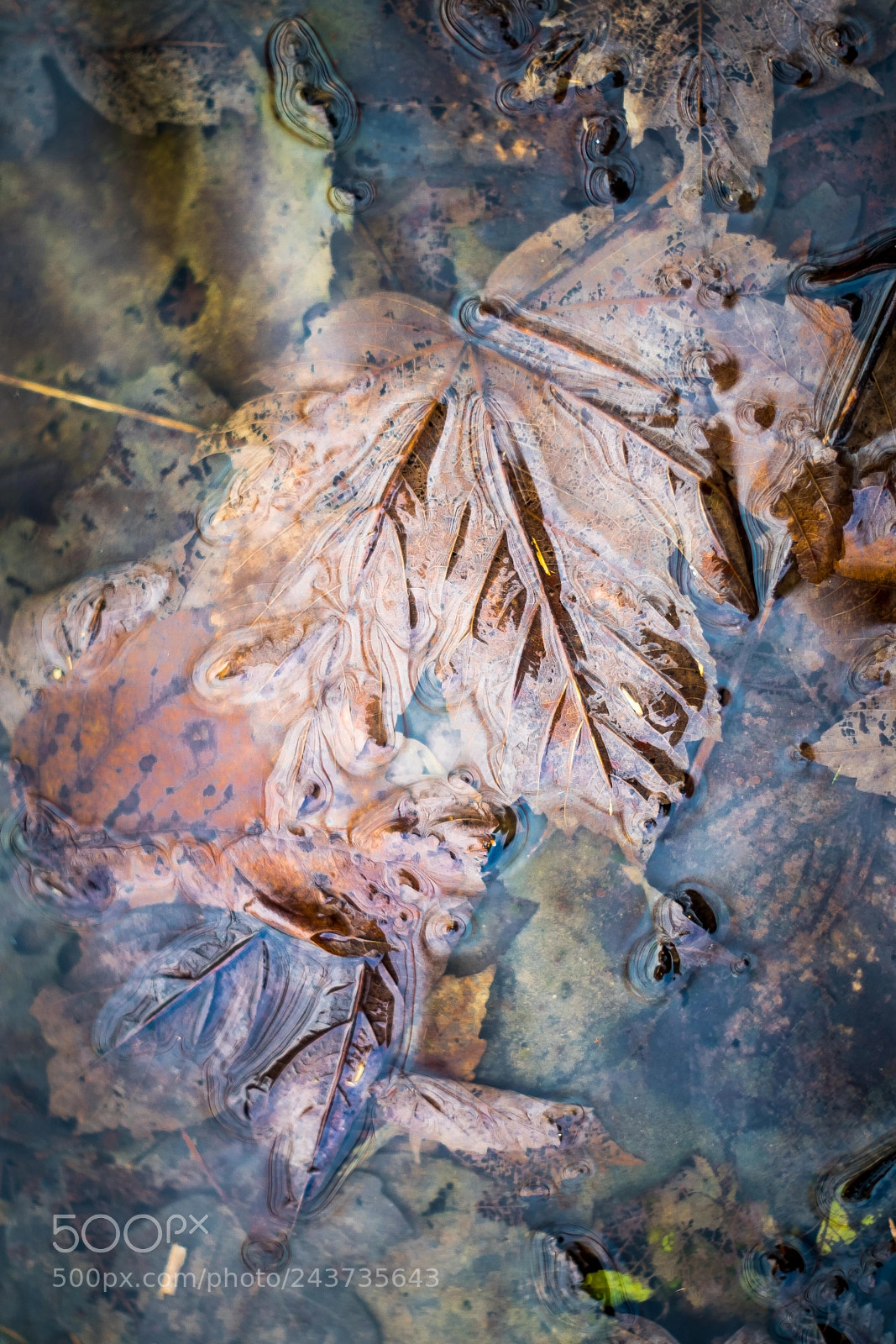 Fujifilm X-T2 sample photo. Foliage photography