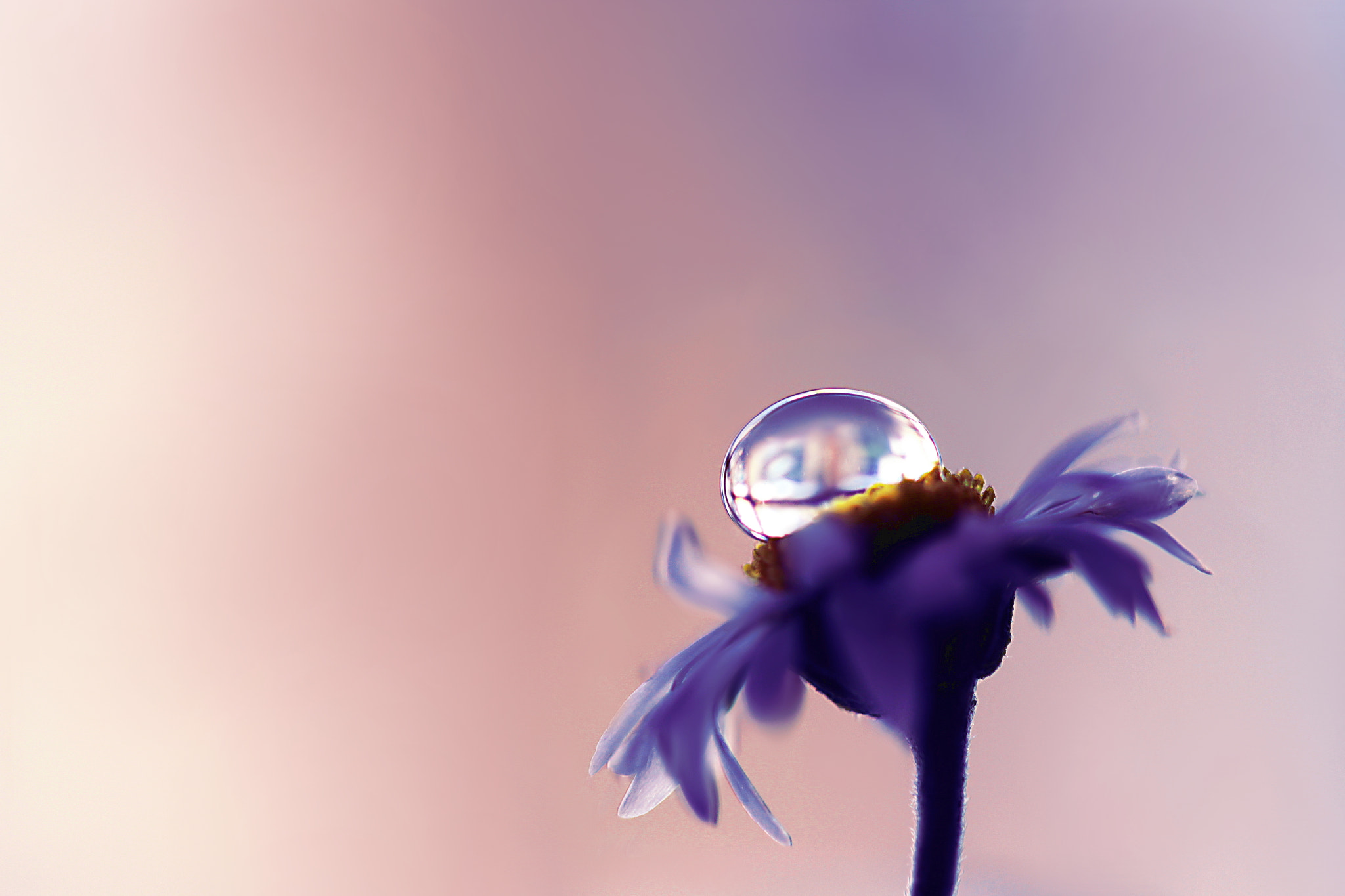 Canon EF 100mm F2.8 Macro USM sample photo. Time is a great healer photography