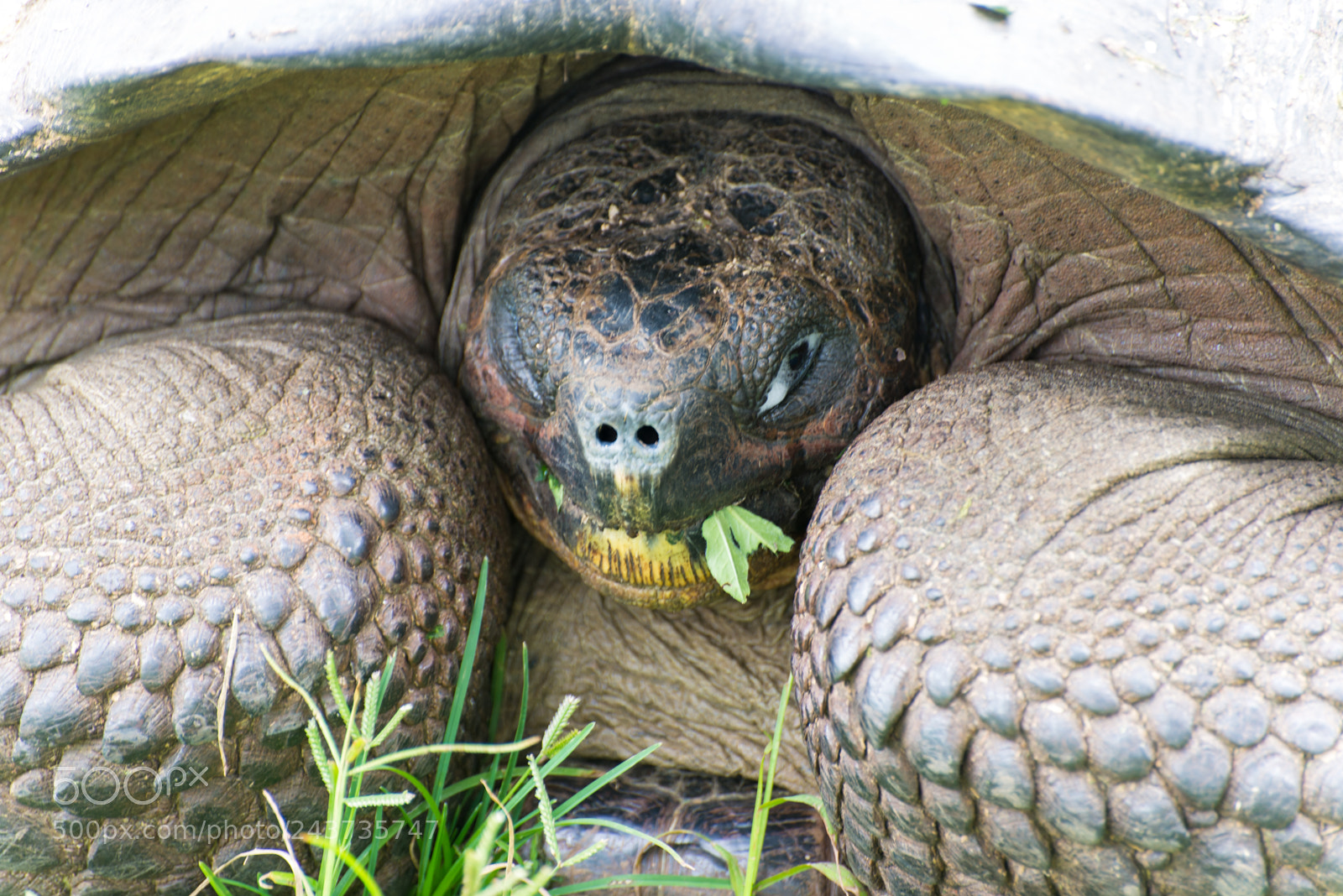 Nikon D610 sample photo. Galapagos giant tortoise grazing photography
