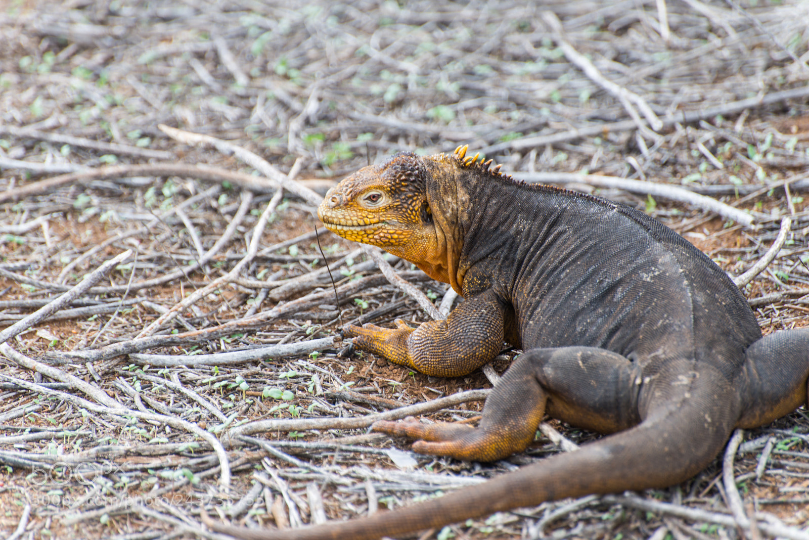 Nikon D610 sample photo. Land iguana, dragon hill photography
