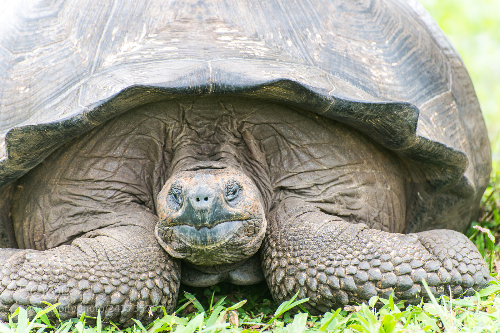 Nikon D610 sample photo. Male galapagos giant tortoise photography