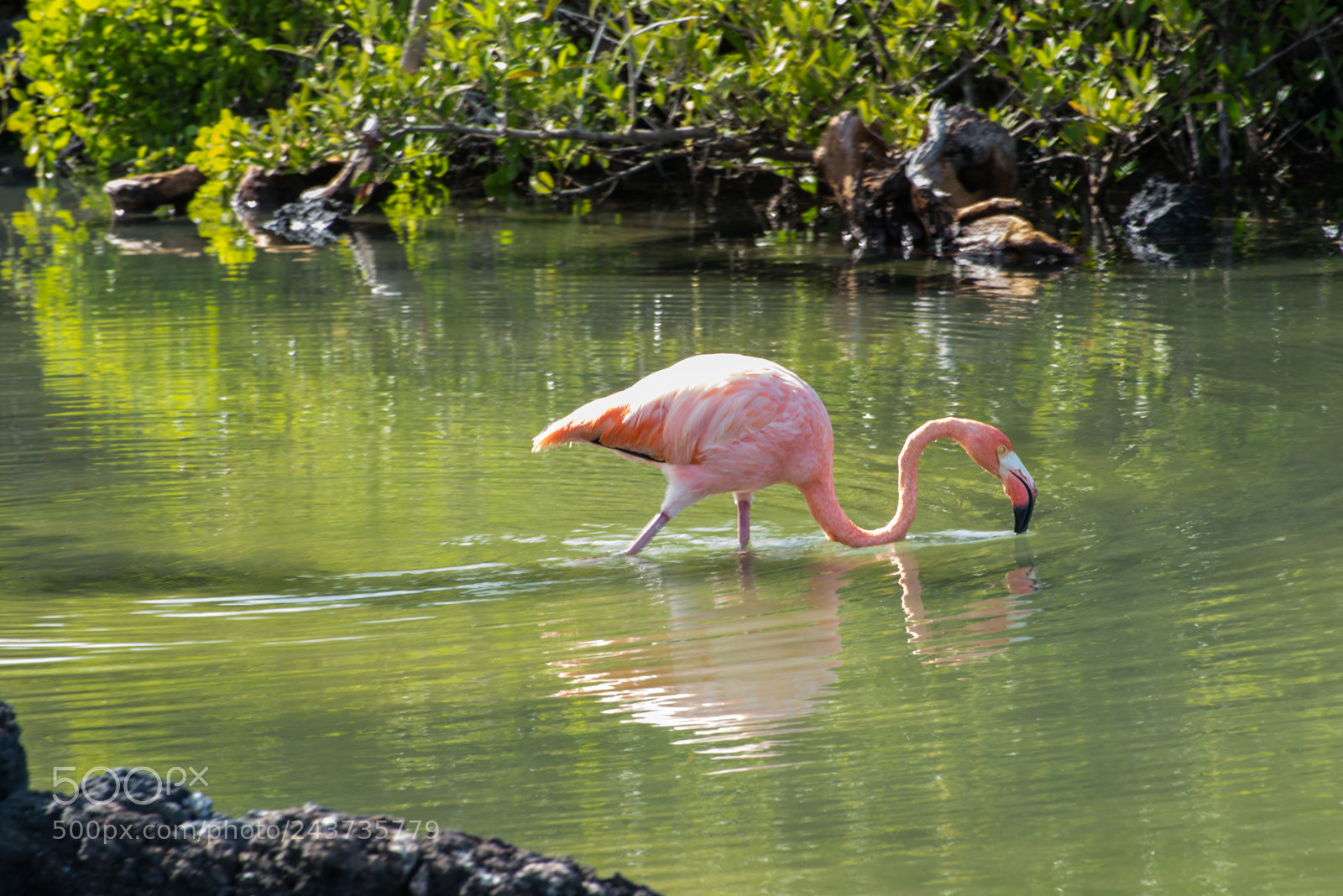 Nikon D610 sample photo. Pink flamingo, santa cruz photography