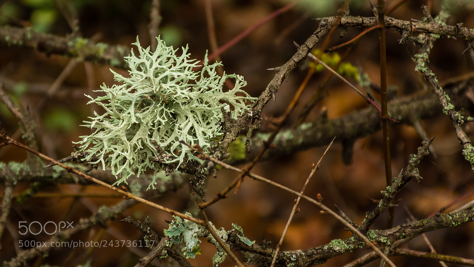 Nikon D7200 sample photo. Moss photography