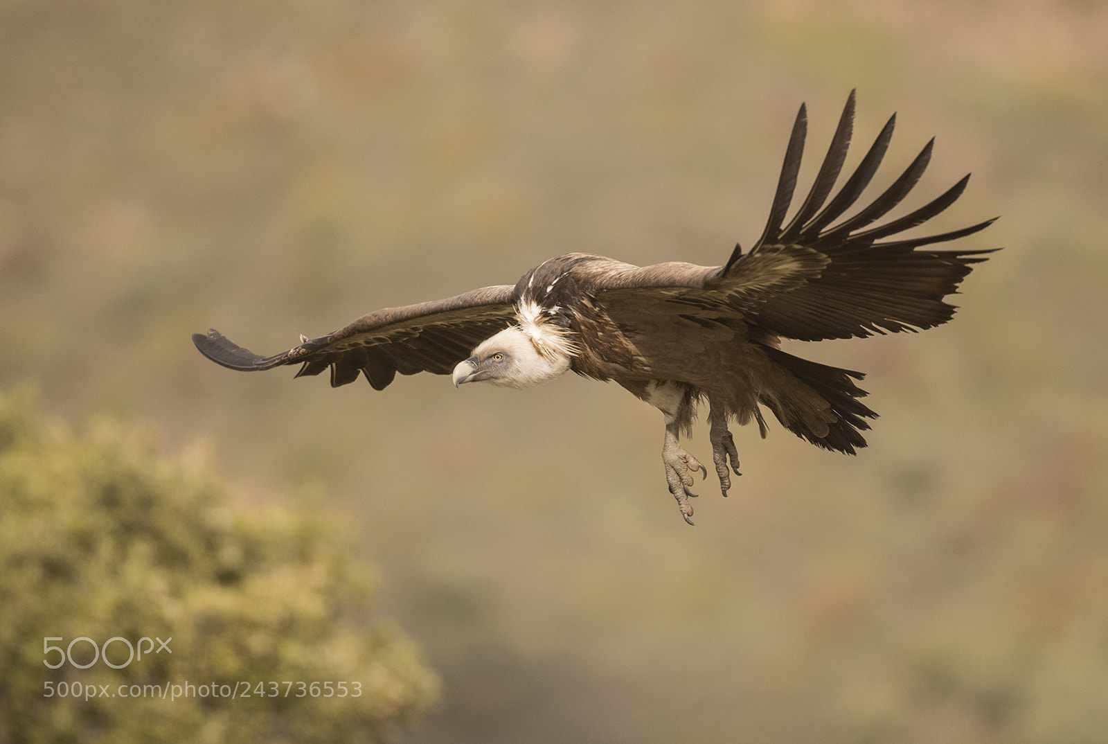 Canon EOS-1D X Mark II sample photo. Griffon vulture in search photography