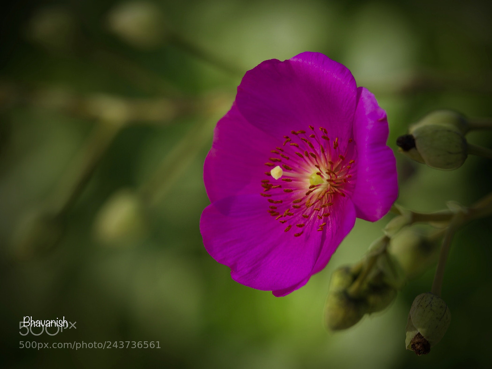 Olympus OM-D E-M1 Mark II sample photo. Cosmo-fuchsia photography