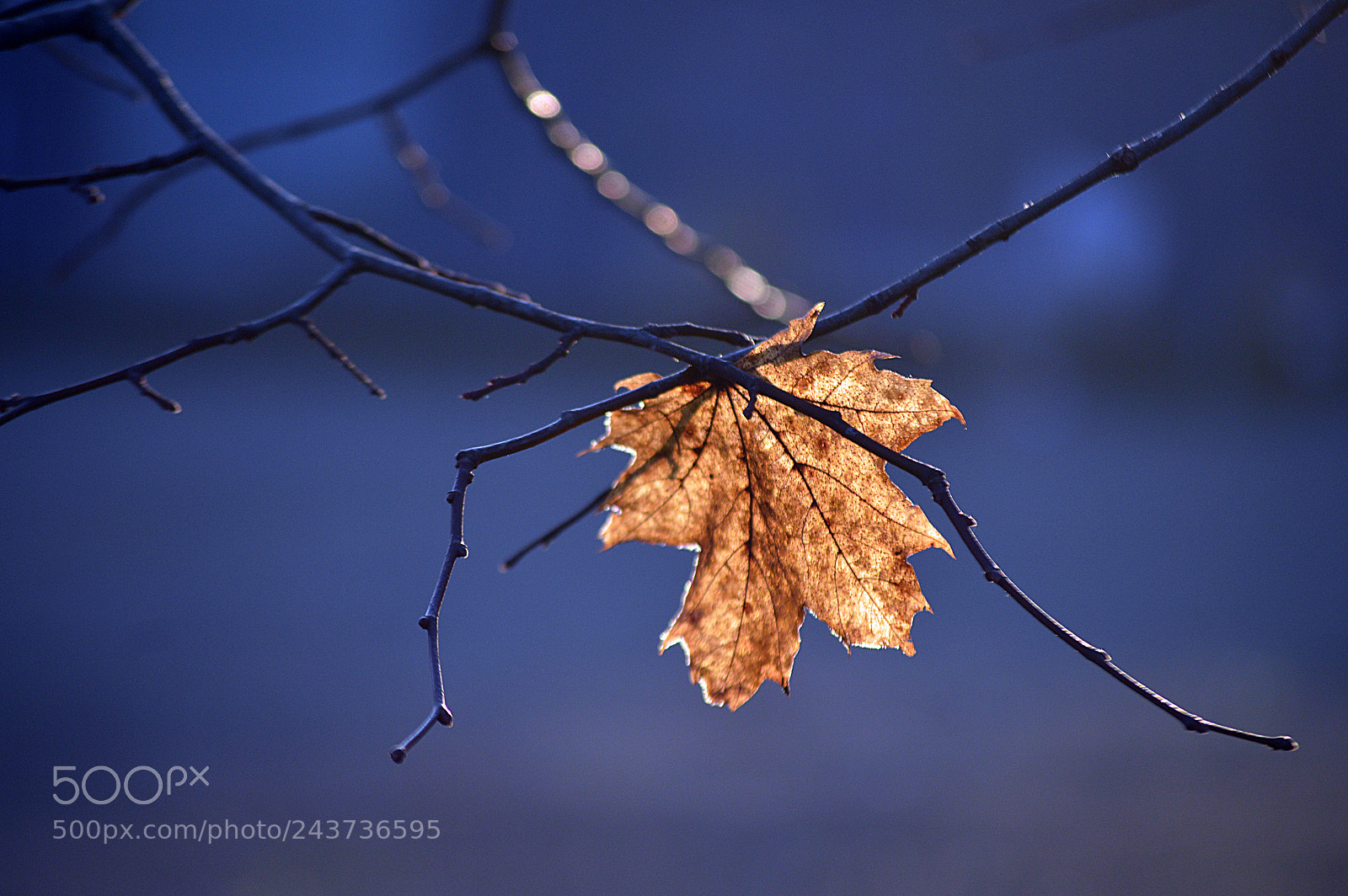 Nikon D3200 sample photo. Winter light photography