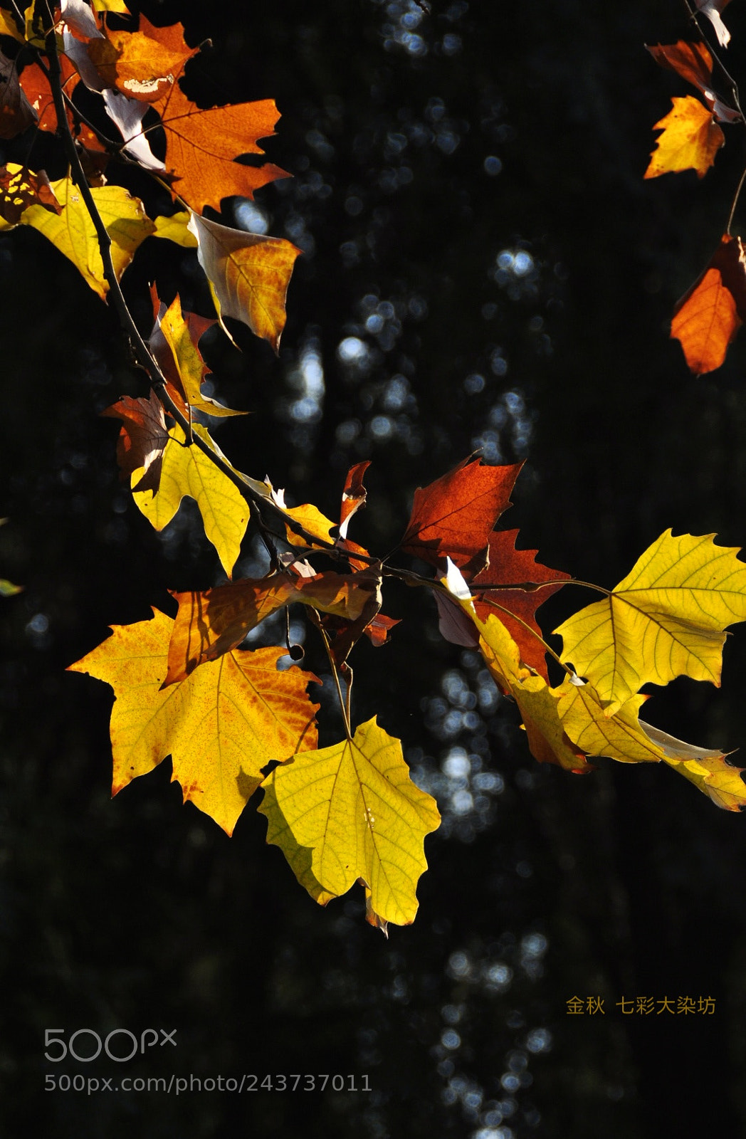 Nikon D90 sample photo. 金秋 photography