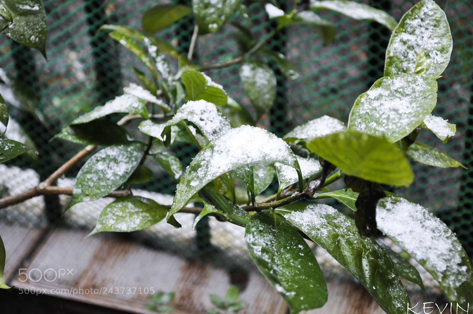 Nikon D90 sample photo. Shanghai's snow photography