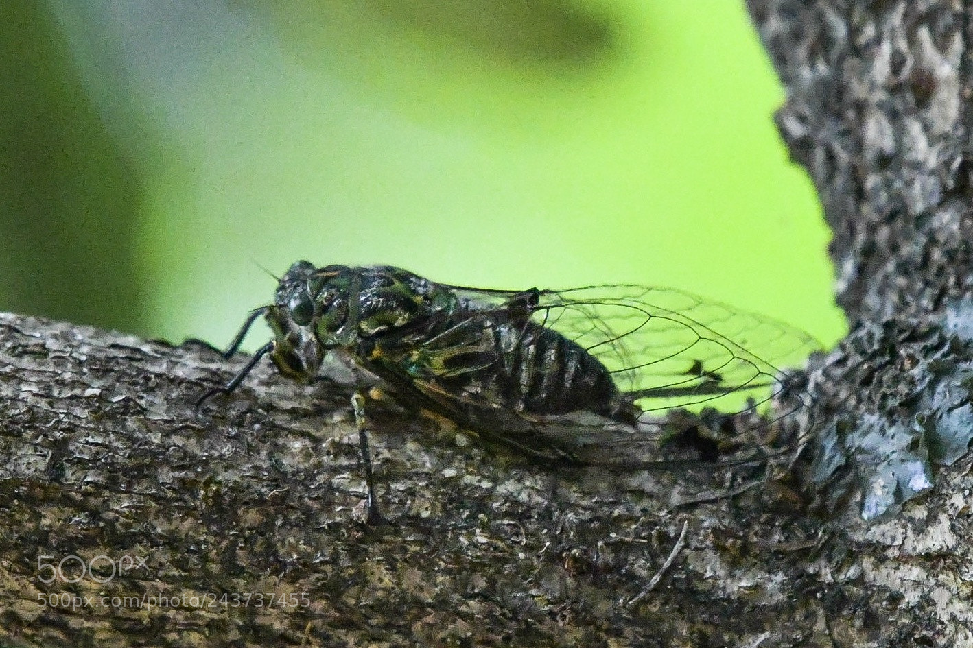 Nikon D500 sample photo. Cicada - unsure of photography