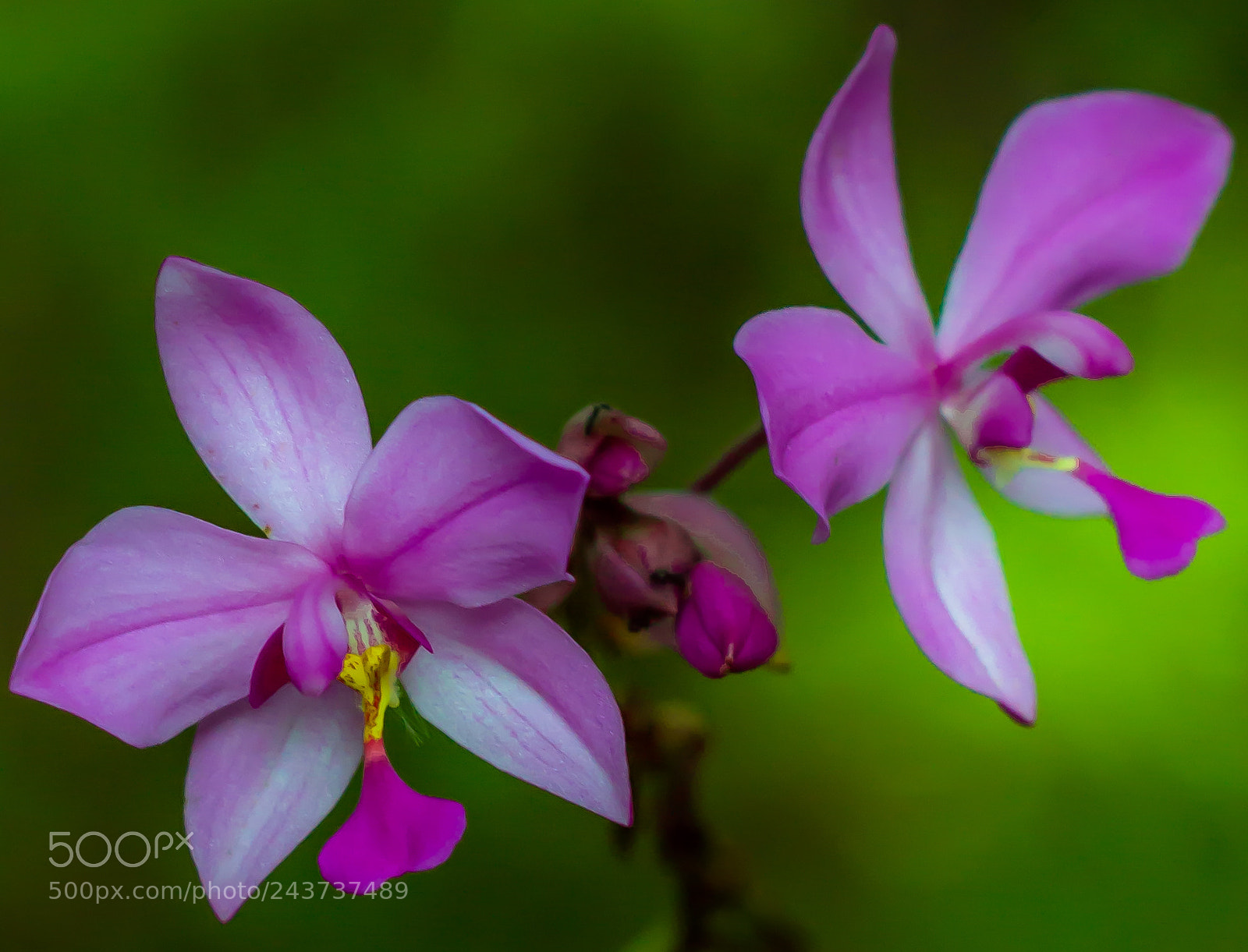 Canon EOS 600D (Rebel EOS T3i / EOS Kiss X5) sample photo. Violet domination photography