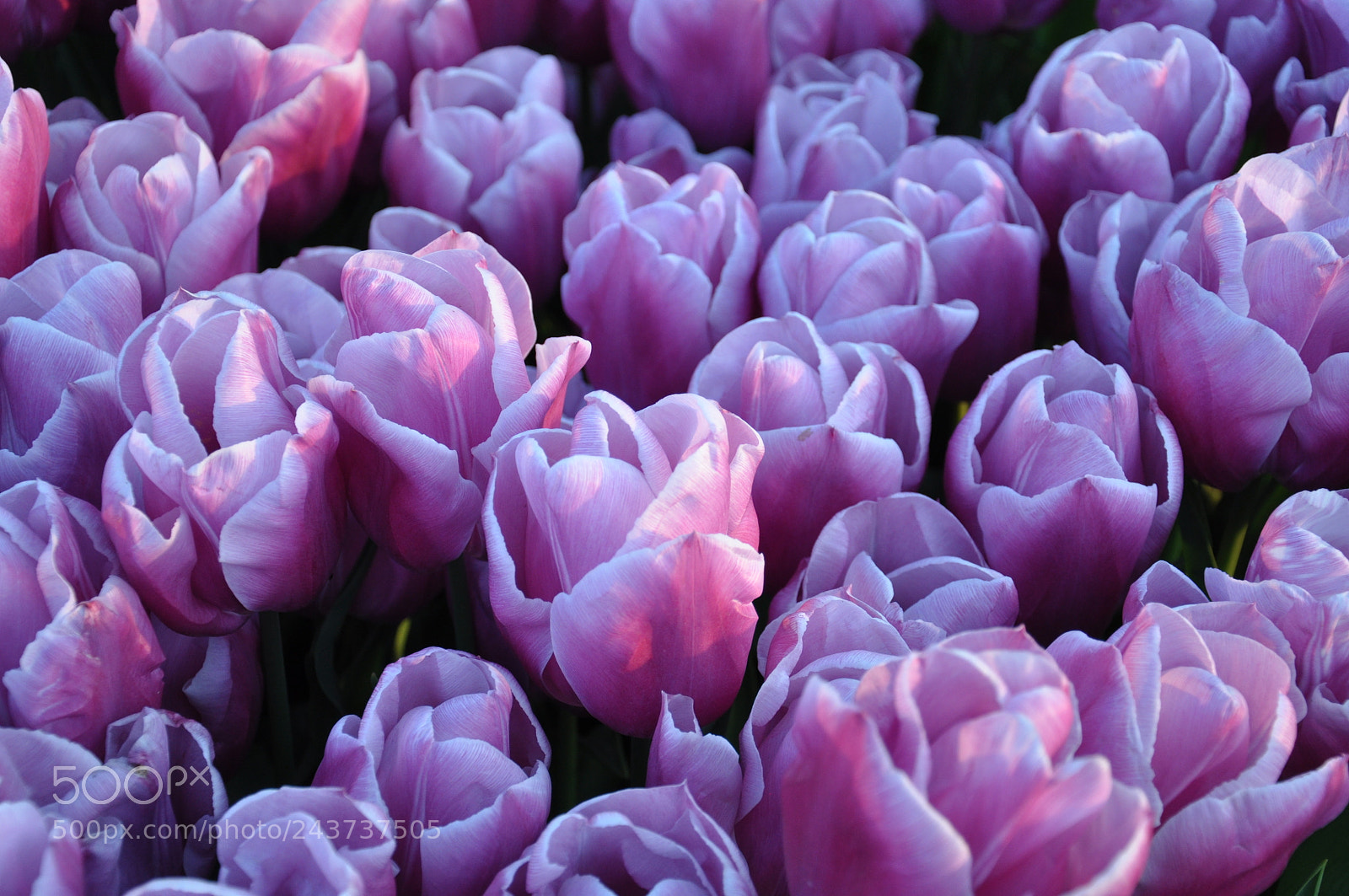 Nikon D90 sample photo. Purple tulips photography