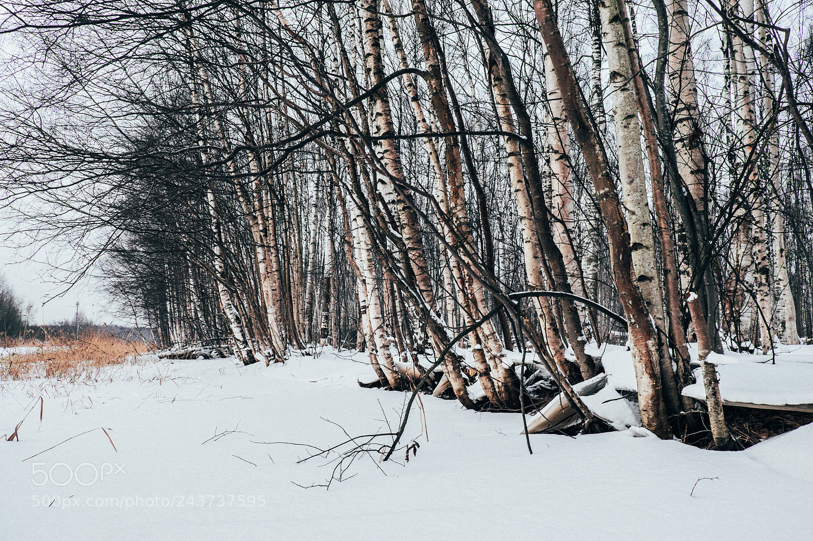 Fujifilm X-T1 sample photo. Frozen birch photography