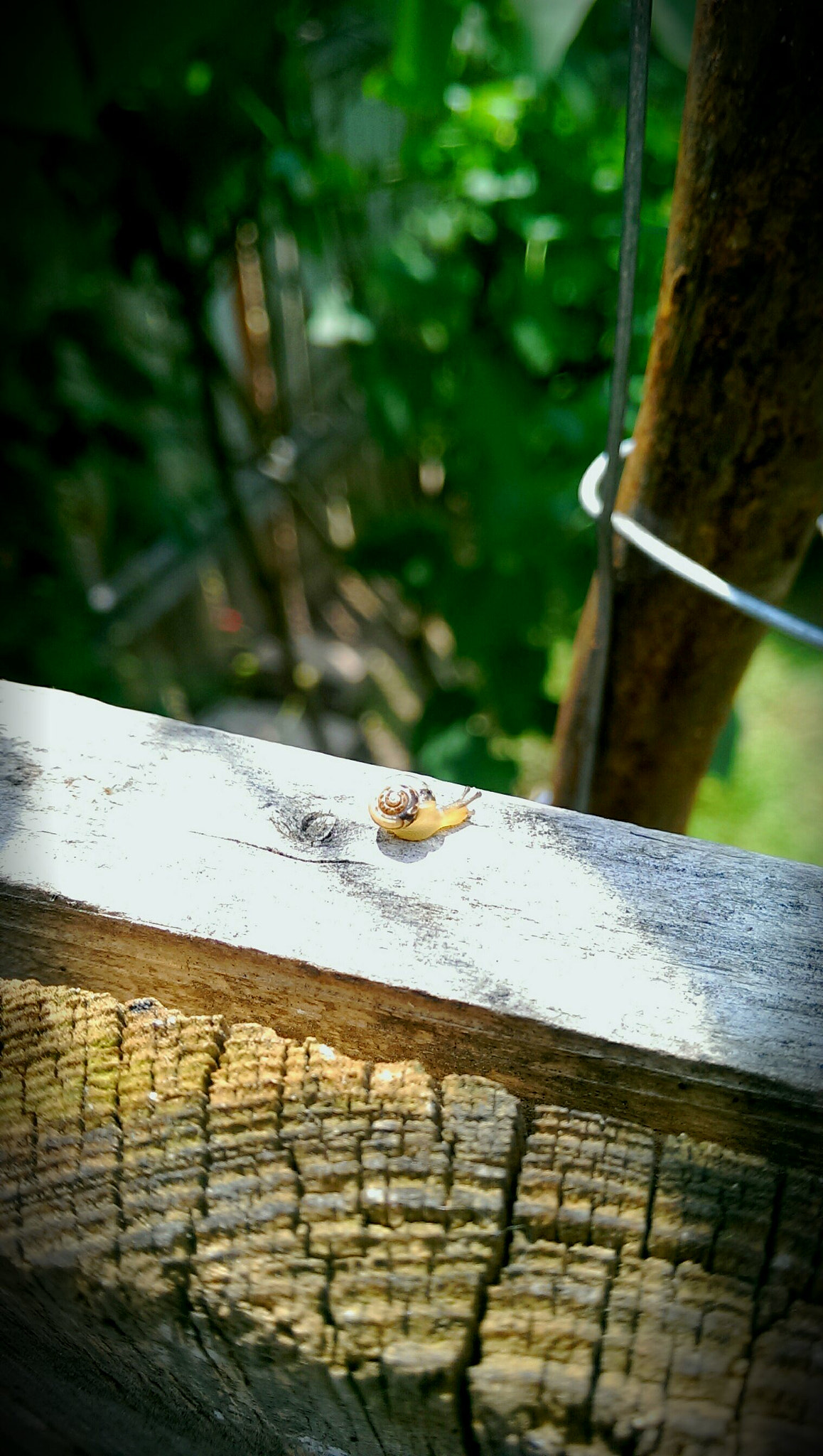 HTC ONE sample photo. Little snail:) photography