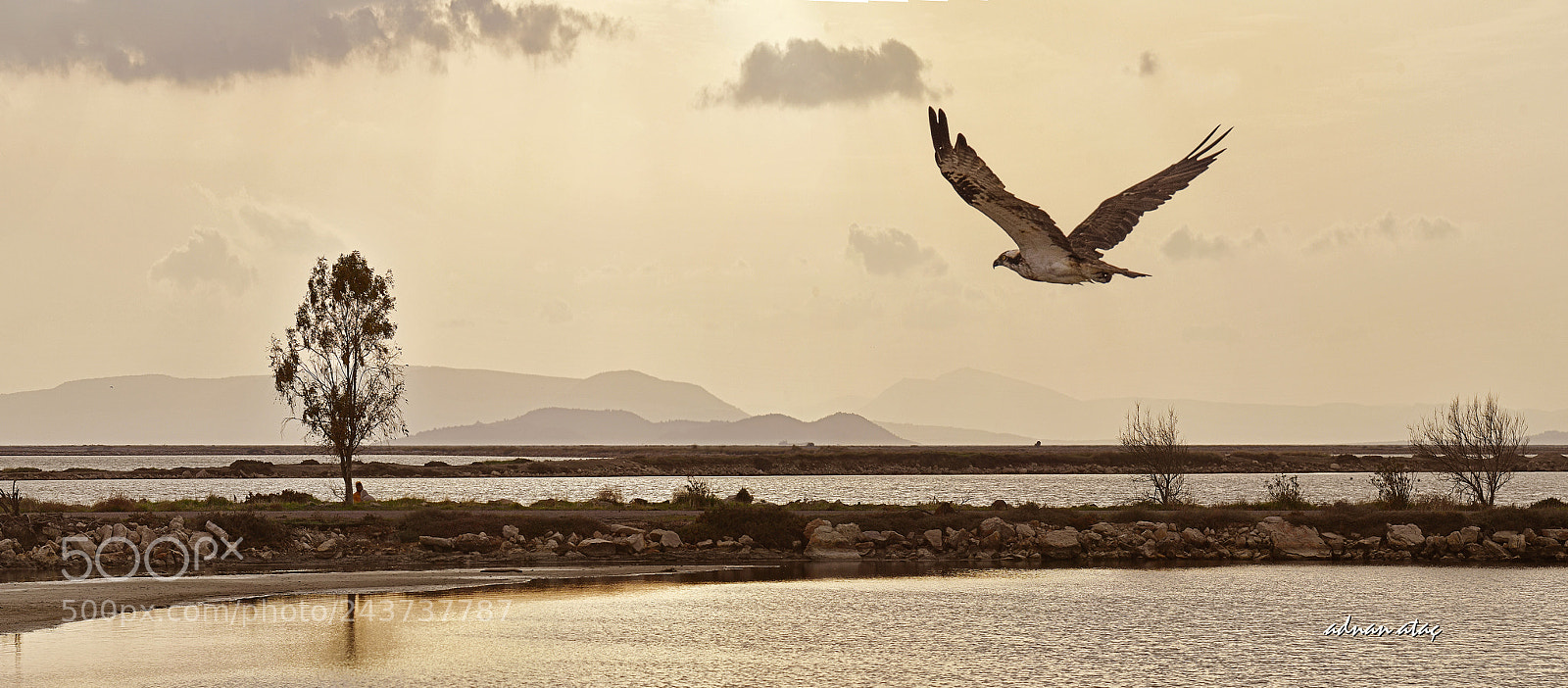 Nikon D5 sample photo. Bal k kartal photography