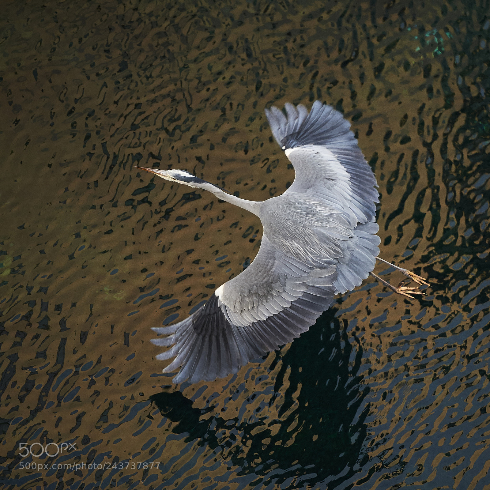 Nikon D3S sample photo. Grey heron photography