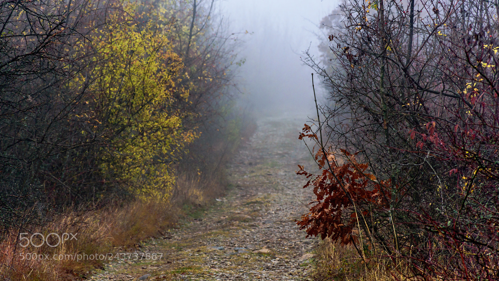 Nikon D7200 sample photo. Foggy path photography