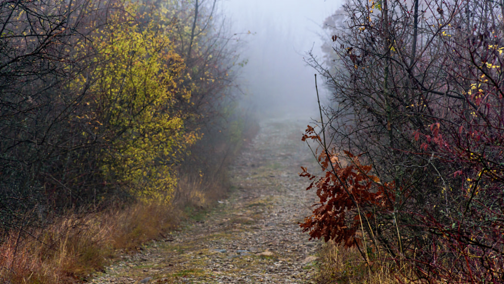 Foggy path by Milen Mladenov on 500px.com