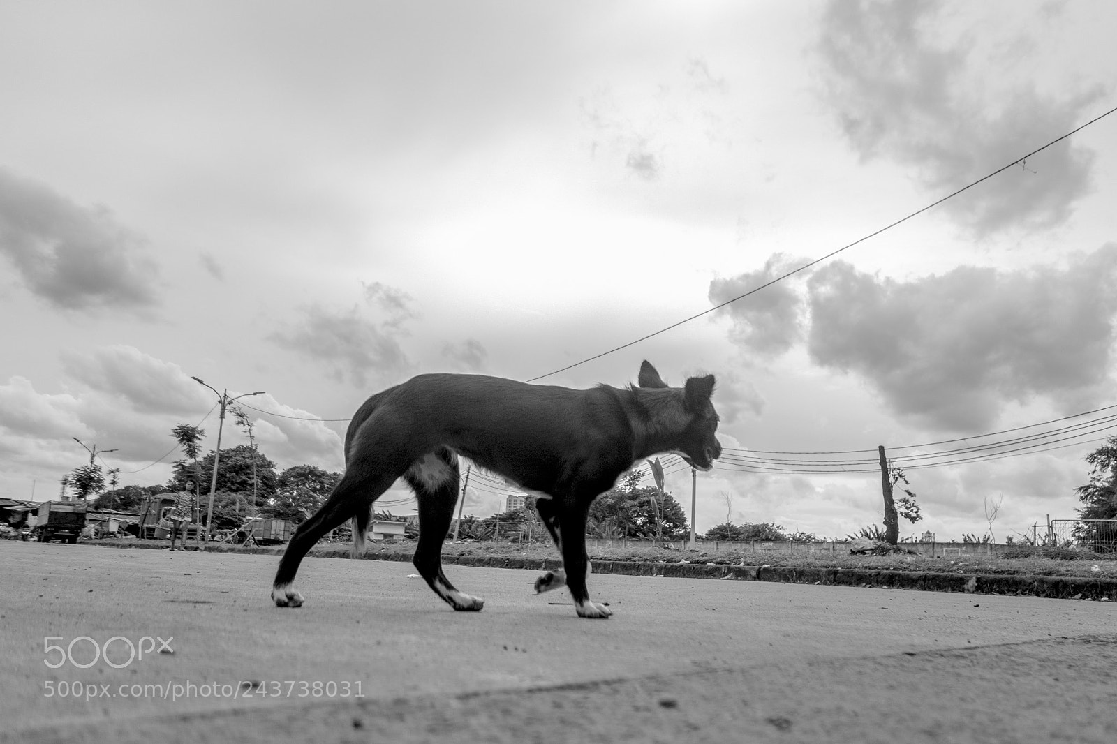 Sony Cyber-shot DSC-RX100 II sample photo. Doggin photography